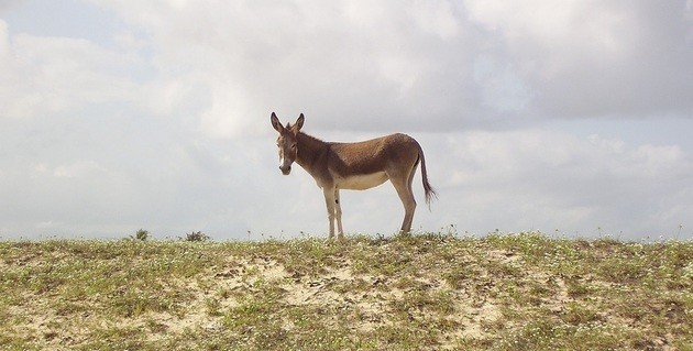 Um jumento solitário
